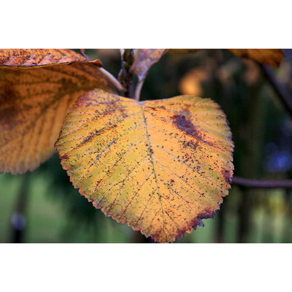 Sorbus aria 'Lutescens'