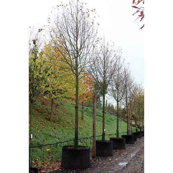 Sorbus aria 'Lutescens'