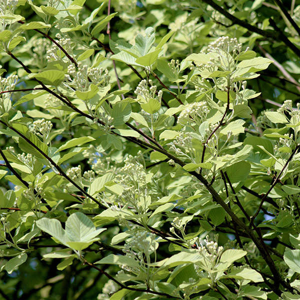 Sorbus aria 'Lutescens'