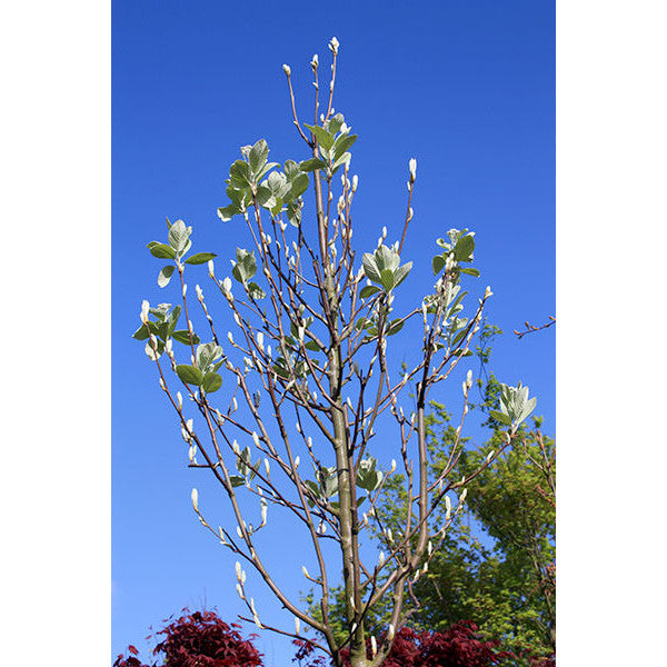 Sorbus aria 'Lutescens'