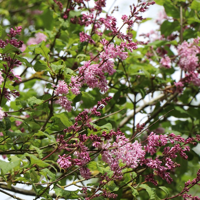 Syringa josikaea