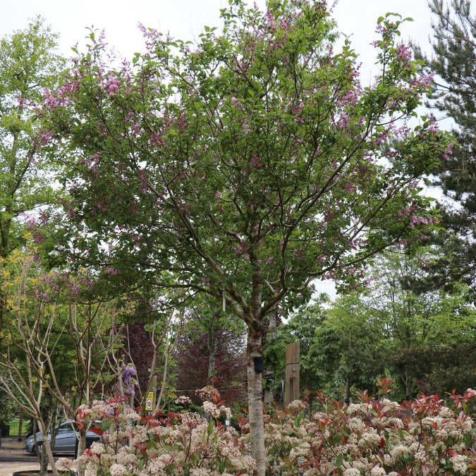 Syringa josikaea