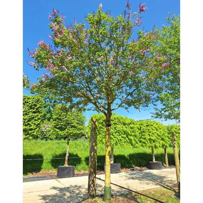 Syringa josikaea