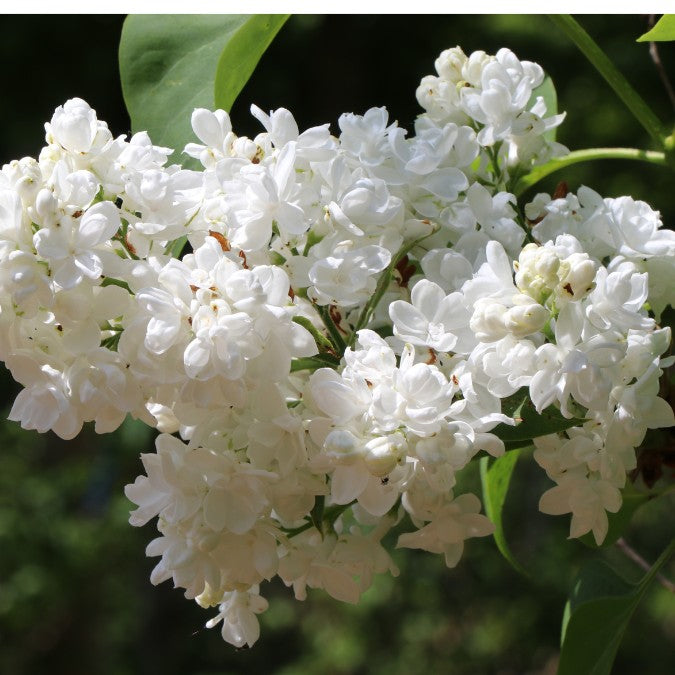 Syringa vulgaris 'Madame Lemoine'