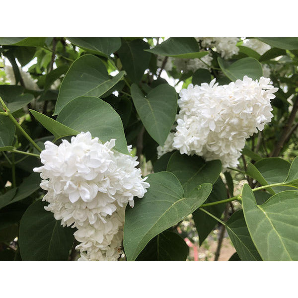 Syringa vulgaris 'Madame Lemoine'