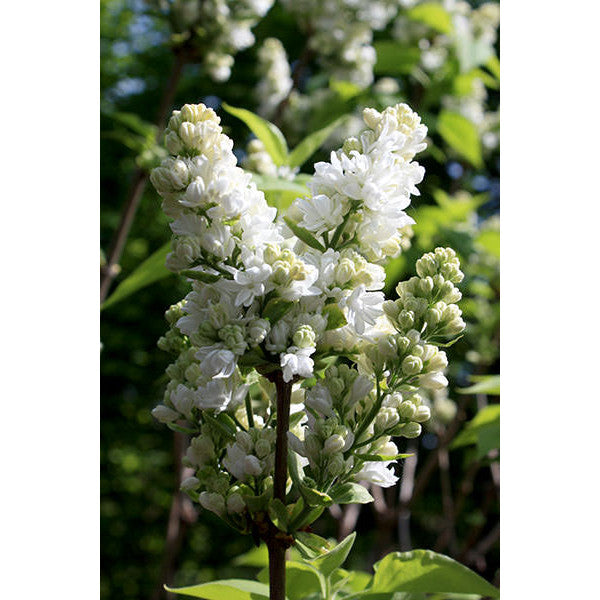 Syringa vulgaris 'Madame Lemoine'