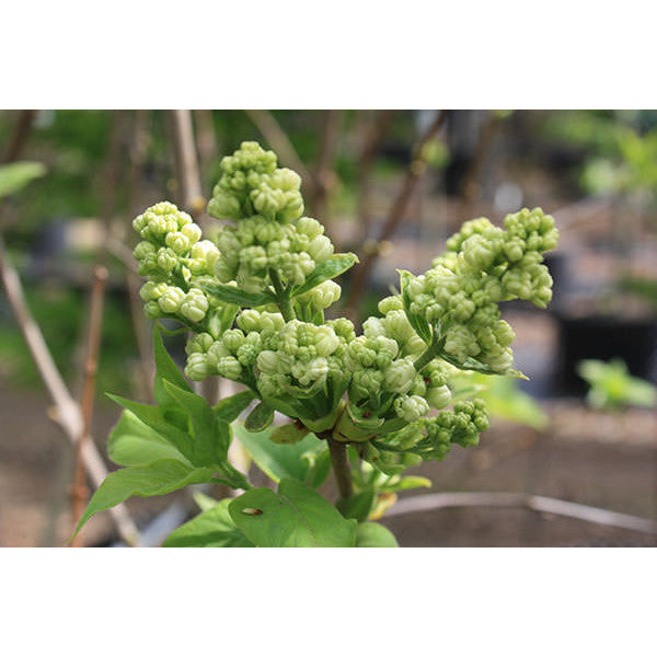 Syringa vulgaris 'Madame Lemoine'