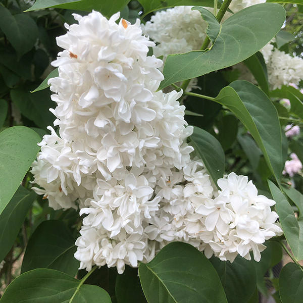 Syringa vulgaris 'Madame Lemoine'