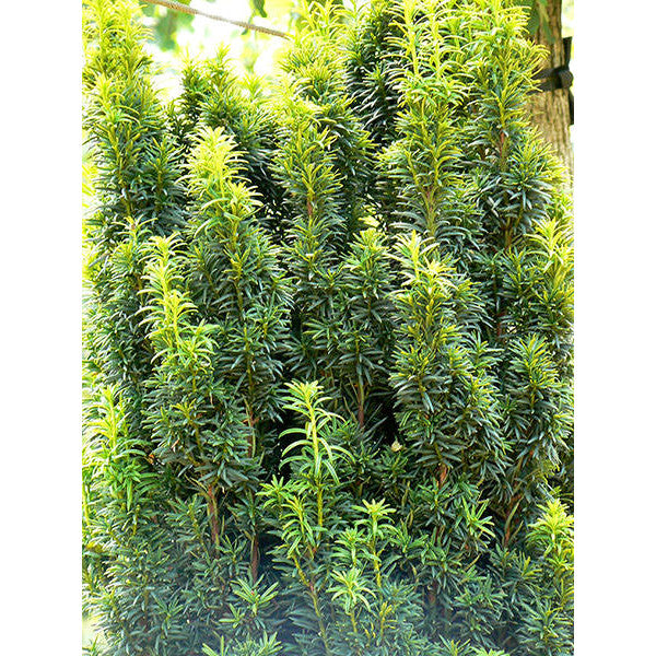 Taxus baccata 'Fastigiata Aurea'