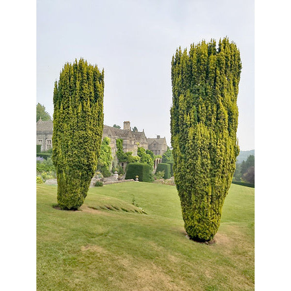 Taxus baccata 'Fastigiata Aurea'