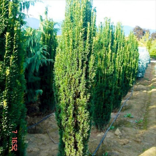 Taxus baccata 'Fastigiata Aurea'