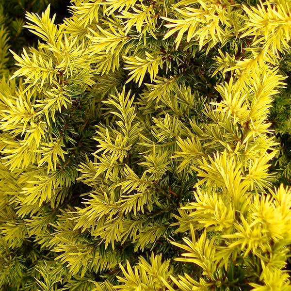 Taxus baccata 'Fastigiata Aurea'