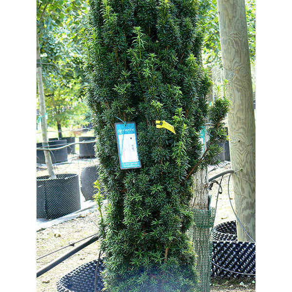 Taxus baccata 'Fastigiata Aurea'