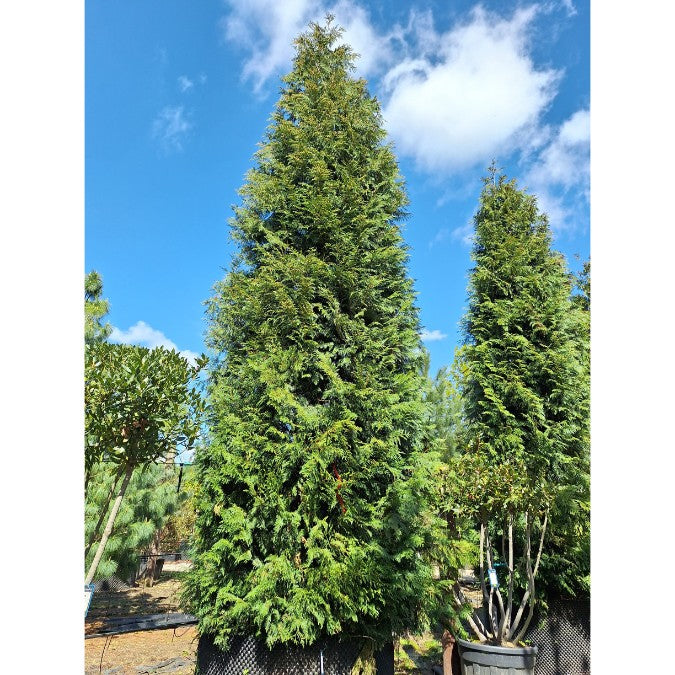 Thuja plicata 'Martin'