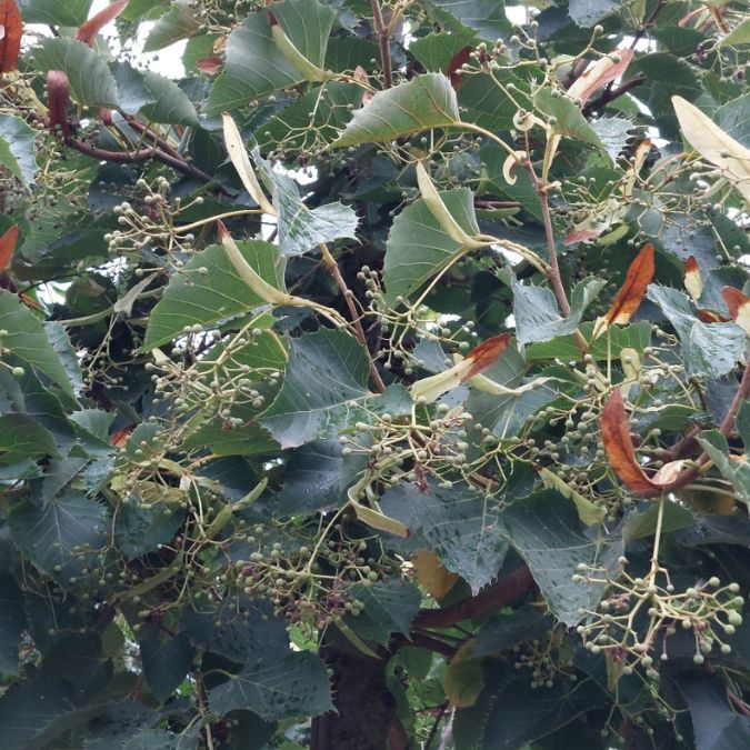 Tilia henryana
