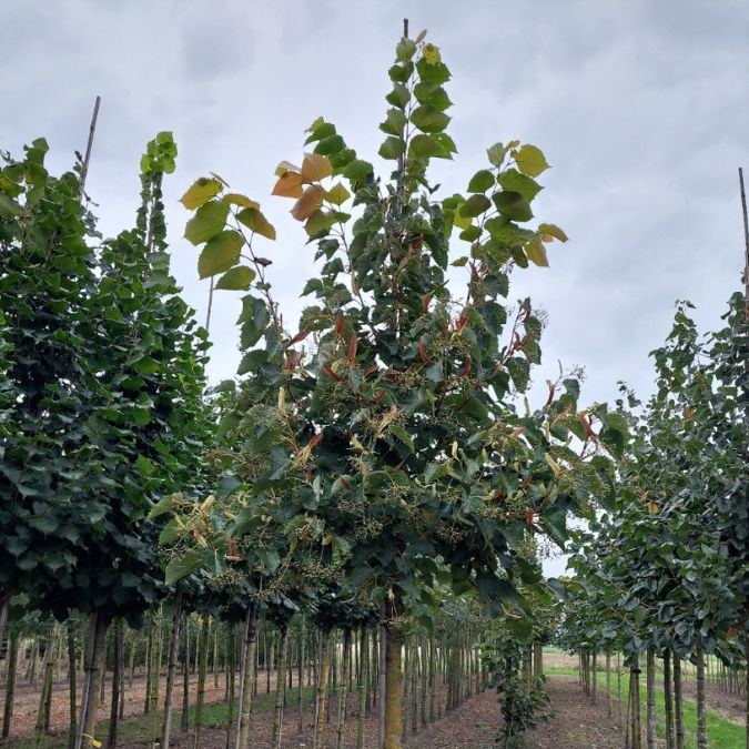 Tilia henryana