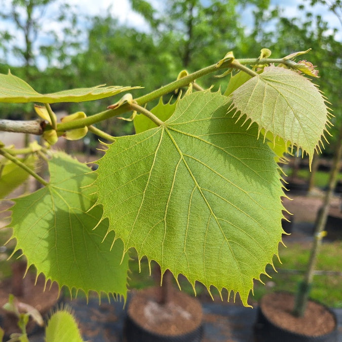 Tilia henryana