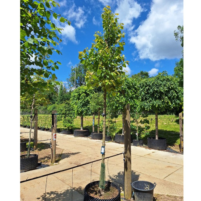 Tilia henryana