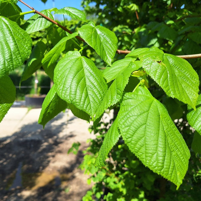 Tilia platyphyllos 'Rubra'