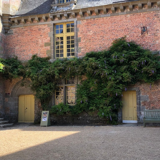 Wisteria floribunda (purple)