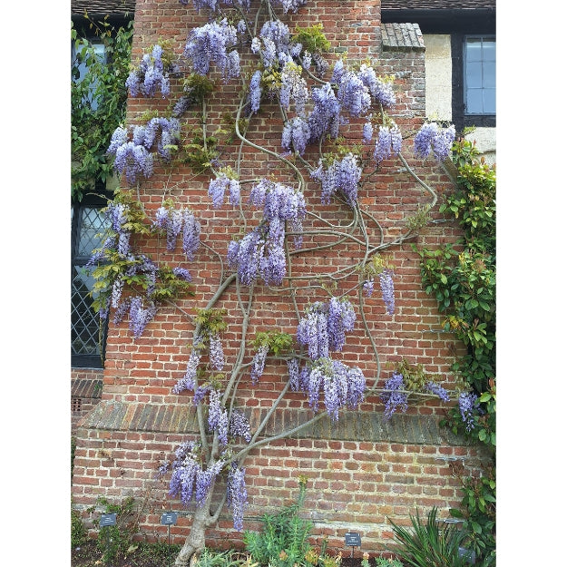 Wisteria sinensis 'Prolific'
