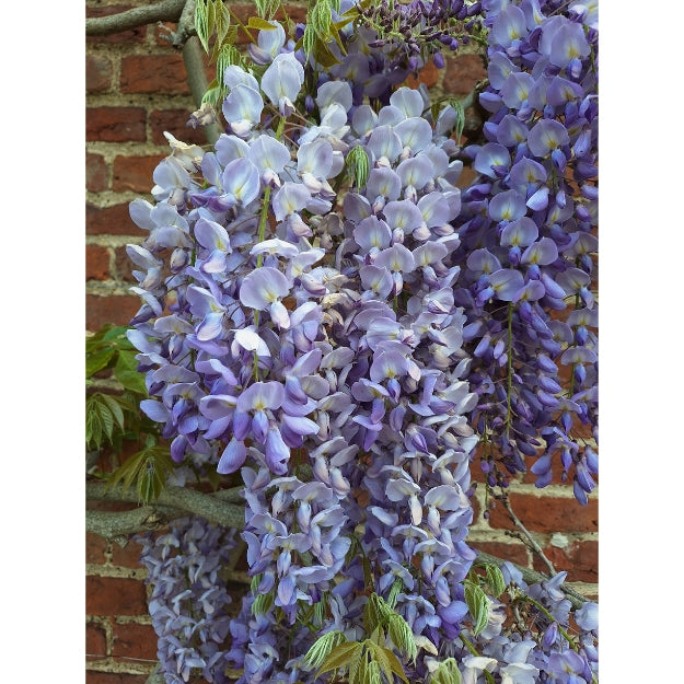 Wisteria sinensis 'Prolific'