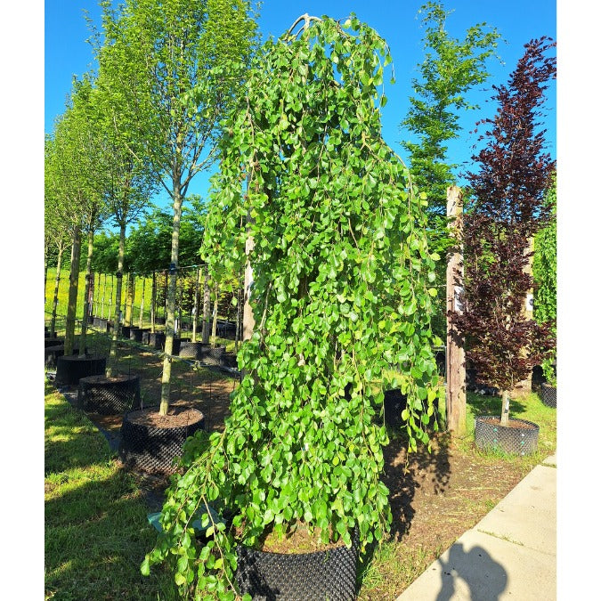 Fagus sylvatica 'Pendula'