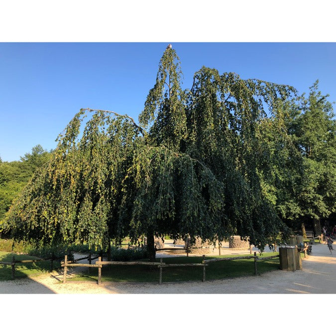 Fagus sylvatica 'Pendula'