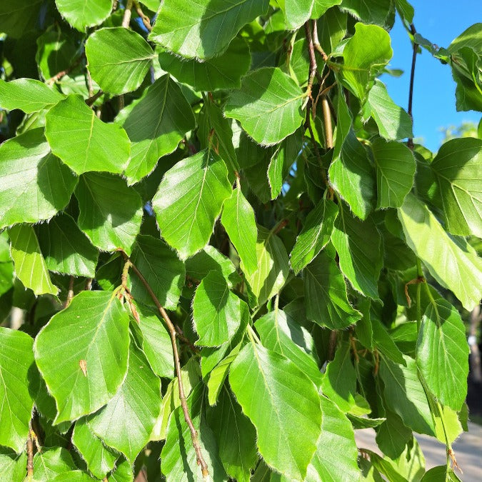 Fagus sylvatica 'Pendula'