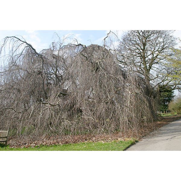 Fagus sylvatica 'Pendula'