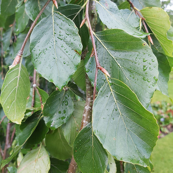 Fagus sylvatica 'Pendula'