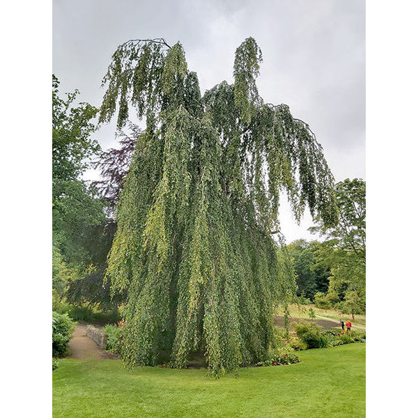Fagus sylvatica 'Pendula'