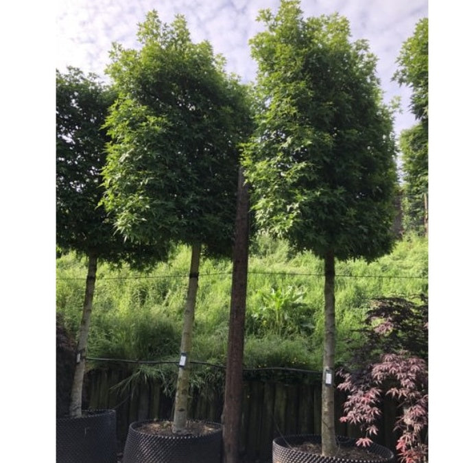 Liquidambar styraciflua (Pleached)