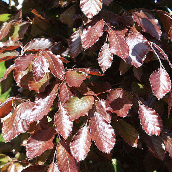 Fagus sylvatica Purpurea Group (Hedging)