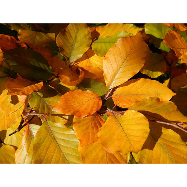 Fagus sylvatica Purpurea Group (Hedging)