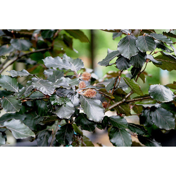 Fagus sylvatica Purpurea Group (Hedging)