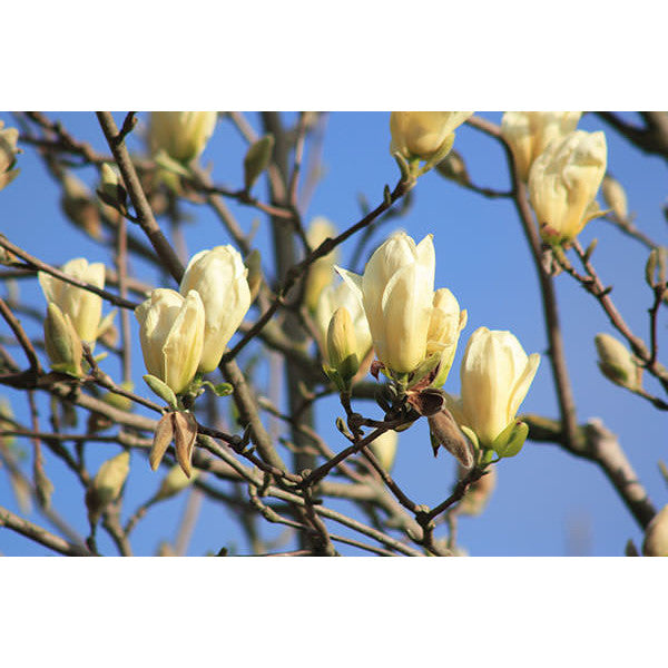 Magnolia denudata 'Yellow River'