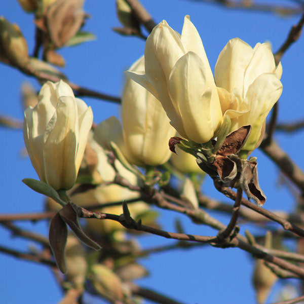Magnolia denudata 'Yellow River'