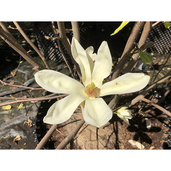 Magnolia denudata 'Yellow River'
