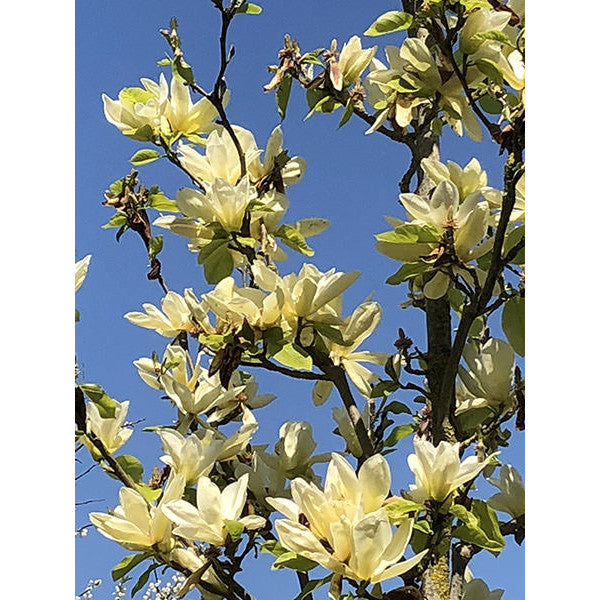 Magnolia denudata 'Yellow River'