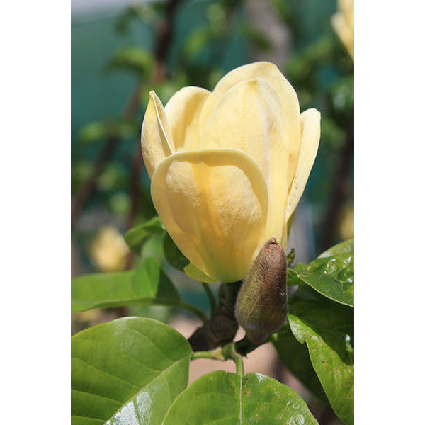 Magnolia denudata 'Yellow River'