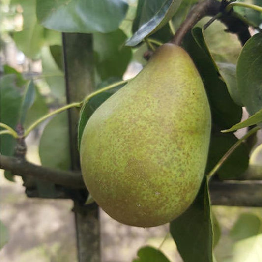 Pyrus com. 'Beurré Hardy' (Pleached)