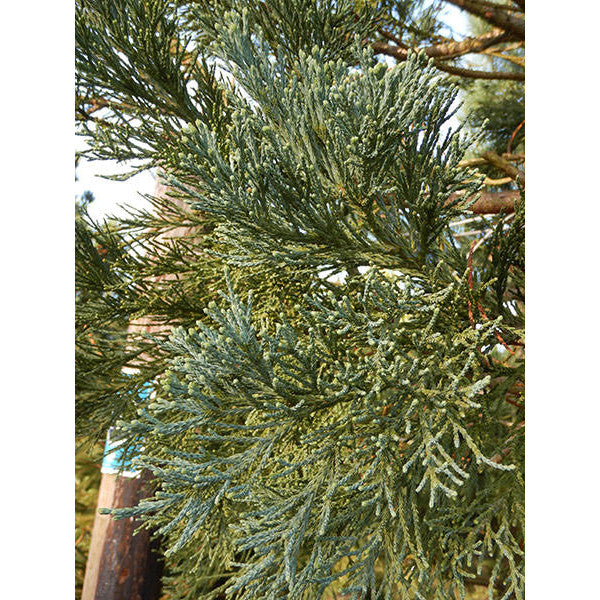 Sequoiadendron giganteum 'Glaucum'