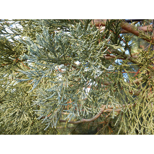 Sequoiadendron giganteum 'Glaucum'