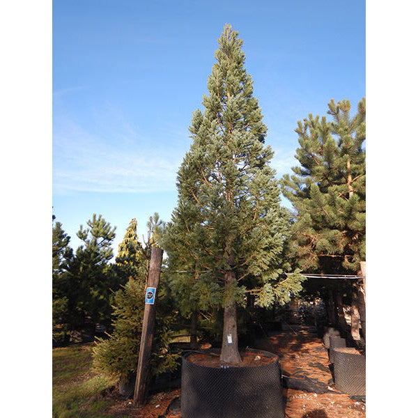 Sequoiadendron giganteum 'Glaucum'