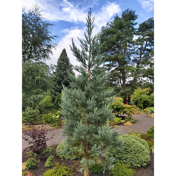 Sequoiadendron giganteum 'Glaucum'