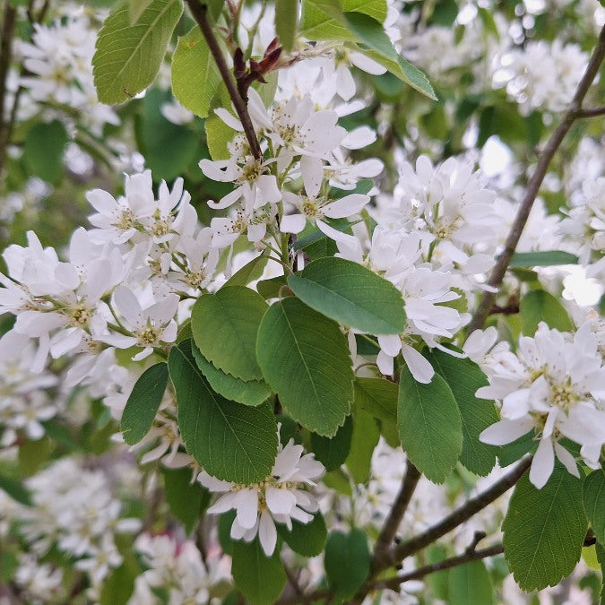 Amelanchier alnifolia 'Obelisk'