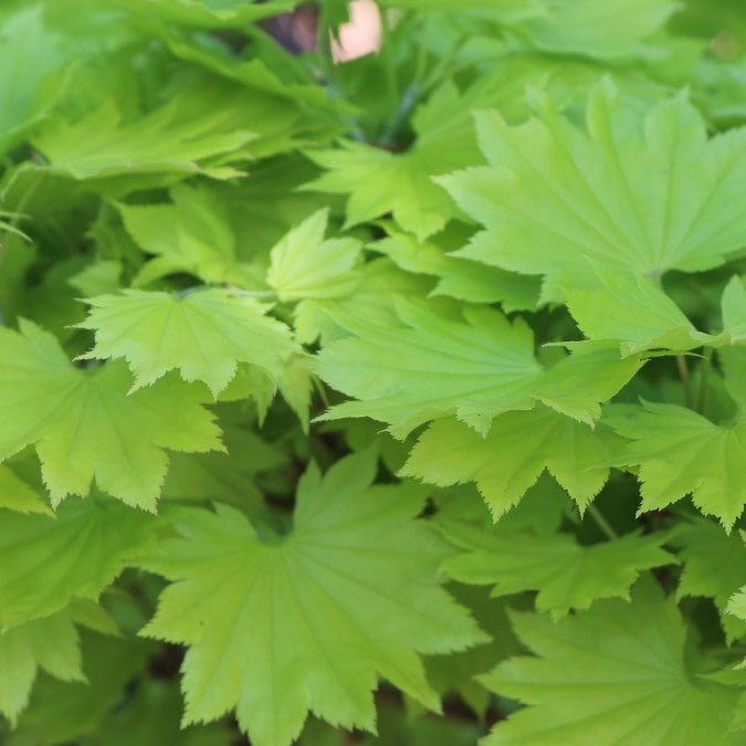 Acer shirasawanum 'Aureum'