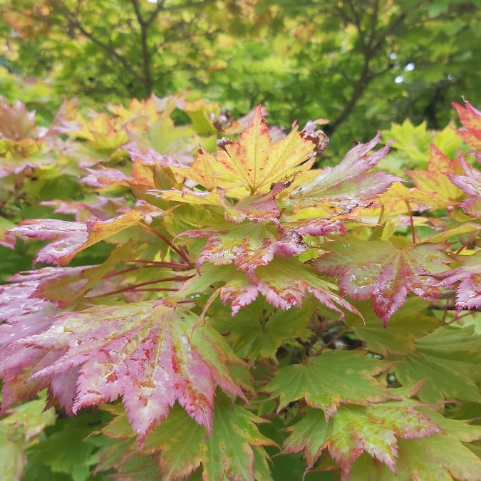 Acer shirasawanum 'Aureum'