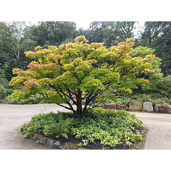Acer shirasawanum 'Aureum'